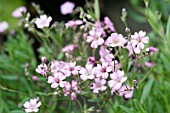 GYPSOPHELIA REPENS ROSEA, HARDY PERENNIAL, JUNE