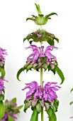 MONARDA CITRIODORA, LEMON BERGAMOT