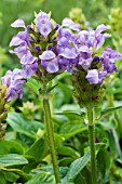 PRUNELLA GRANDIFLORA VIOLET