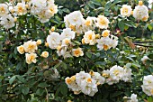 ROSA ALISTER STELLA GRAY, GOLDEN RAMBLER ROSE, JUNE