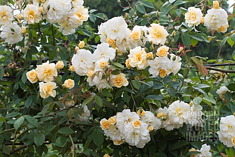 ROSA_ALISTER_STELLA_GRAY_GOLDEN_RAMBLER_ROSE_JUNE