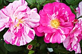 ROSA GALLICA VERSICOLOR, GALLICA ROSE, JUNE