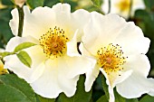 ROSA GOLDEN WINGS , SHRUB ROSE, JUNE