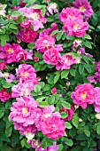 ROSA PORTLANDICA, SHRUB ROSE, JUNE