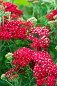 ACHILLEA MILLEFOLIUM THE BEACON, HARDY PERENNIAL, JUNE