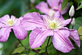 CLEMATIS EARNEST MARKHAM