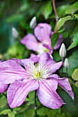 CLEMATIS EARNEST MARKHAM