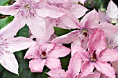 CLEMATIS HAGLEY HYBRID, HARDY CLIMBER, JUNE