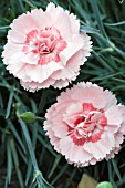 DIANTHUS DORIS, GARDEN PINK