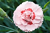 DIANTHUS DORIS, GARDEN PINK