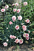 DIANTHUS DORIS, GARDEN PINK