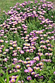 ERIGERON GAIETY