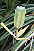 FRITTILLARIA GRAECA