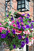 HANGING BASKET, FUCHSIA & MIXED PETUNIAS