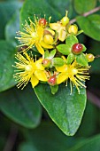 HYPERICUM PERFOLIATUM, NATIVE PERENNIAL