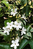 JASMINUM OFFICINALE ARGENTEOVARIEGATUM