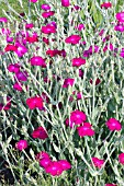 LYCHNIS CORONARIA ATROSANGUINEA