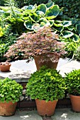 ACER DISSECTUM ATROPURPUREUM, WITH POTTED BUXUS & HOSTA