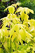 ACER NEGUNDO KELLYS GOLD