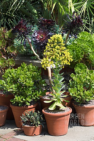 AEONIUM_ARBOREUM__A_A_ZWARTKOP