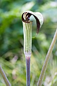 ARISAEMA CONCINNUM