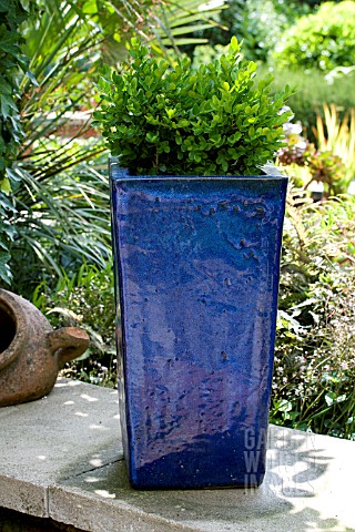 BUXUS_SEMPERVIVENS_ROUND_CLIPPED_BOX_IN_BLUE_GLAZED_PLANTER