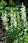 CAMPANULA LATIFOLIA ALBA