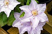 CLEMATIS CEZANNE