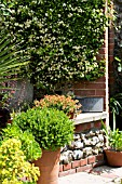 COURTYARD GARDEN,  POTTED SUCCULENTS & BOX  WITH TRACHELOSPERMUM