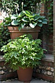 COURTYARD GARDEN, HOSTA & MELIANTHUS SPECIMEN PLANTS IN LARGE TERRACOTTA POTS, JUNE