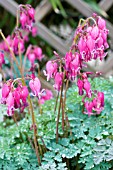 DICENTRA FORMOSA KING OF HEARTS