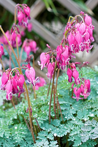 DICENTRA_FORMOSA_KING_OF_HEARTS