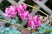 DICENTRA FORMOSA KING OF HEARTS