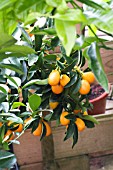 FORTUNELLA JAPONICA, KUMQUAT, POTTED CITRUS, JUNE