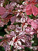 BERBERIS THUNBERGII ROSE GLOW