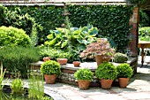 COURTYARD GARDEN WITH EPHEDERA, HOSTA, POTTED BOX & ACER, JUNE