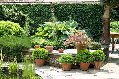 COURTYARD_GARDEN_WITH_EPHEDERA_HOSTA_POTTED_BOX__ACER_JUNE