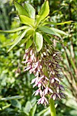 EUCOMIS BICOLOR