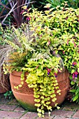 FUCHSIA, LYSIMACHIA, DRYOPTERIS & CAREX IN LARGE TERRACOTTA TUB