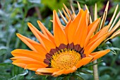 GAZANIA DAYBREAK BRIGHT ORANGE