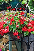 HANGING BASKET DISPLAY, TRAILING RED BEGONIAS, JUNE