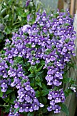 NEMESIA BLUE BIRD