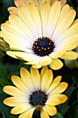 OSTEOSPERMUM SUNNY SERIES LEMON