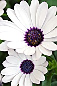 OSTEOSPERMUM SUNNY SERIES WHITE