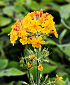 PRIMULA BULLEYANA