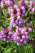 PRUNELLA GRANDIFLORA CARMINE