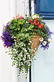 BACOPA, LOBELIA, BEGONIA & VERBENA, HANGING BASKET