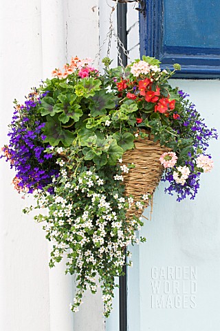 BACOPA_LOBELIA_BEGONIA__VERBENA_HANGING_BASKET