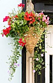 BEGONIA, PELARGONIUM & CONVOLVULUS, HANGING BASKET