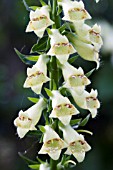 DIGITALIS LUTEA, STRAW FOXGLOVE